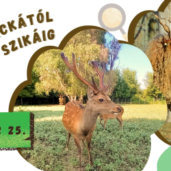Magyar rackától a Japán szikáig