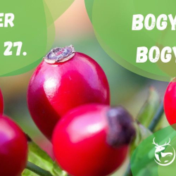 Bogyóról bogyóra - növényismereti túra (regisztrációval)