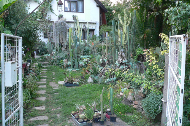 Kaktuszkert