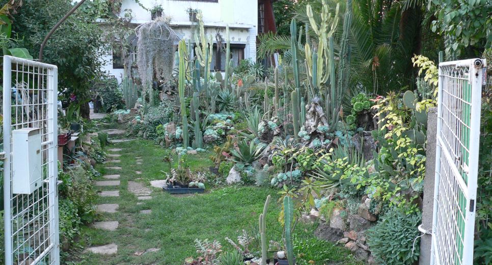 Kaktuszkert