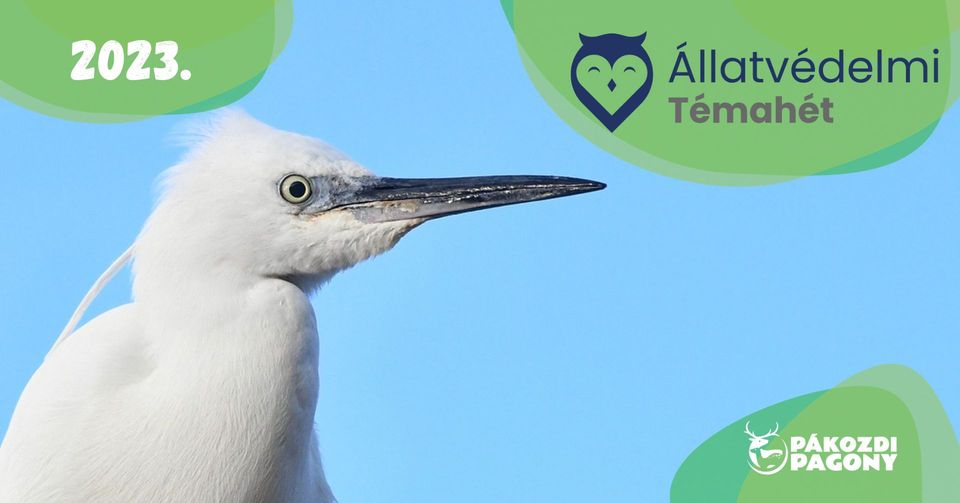 Állatvédelmi témahét - Madárvédelem és madármegfigyelés Október 14.