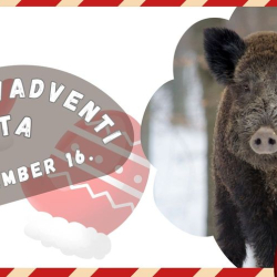 Évzáró VADventi séta a Pákozdi Pagonyban